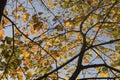 Beautiful maple branches with yellow, orange and green leaves Ã¢â¬â photo of the tree up against the clear blue sky Royalty Free Stock Photo